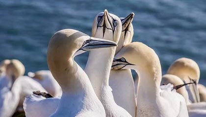 kaiyun.com-韩国短道速滑队强势出击冬奥，韩国短道速滑队百度百科