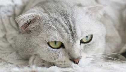 开云·体育官网-T1战队创下连续不败记录，数据表现引关注，t1战队百科