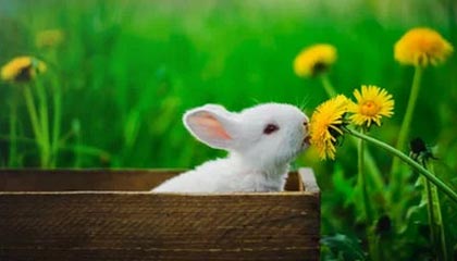 开云官方-博卡或尝试打造双前锋新战术模型，博卡出来的球星