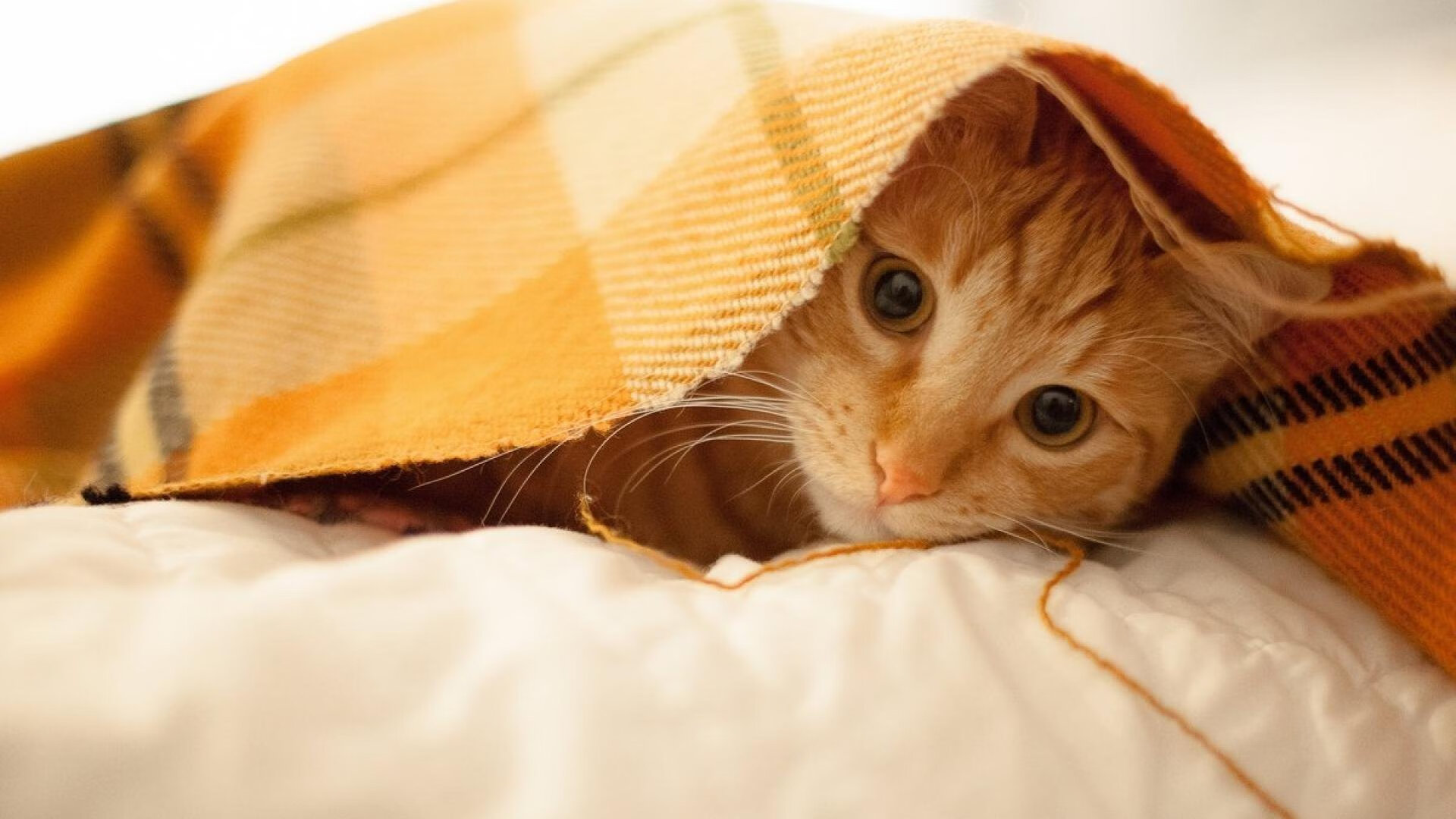 Dota 2 选手个人能力不断提升，dota2队伍选手