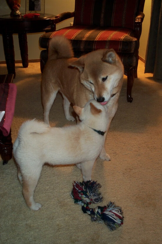 Kaiyun(中国)开云-CUBA大学联赛：清华爆冷不敌西南科技，cuba西南赛区2021赛程