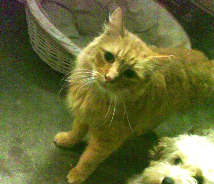 2024年全国围棋业余锦标赛在南京举行，2021围棋业余比赛时间