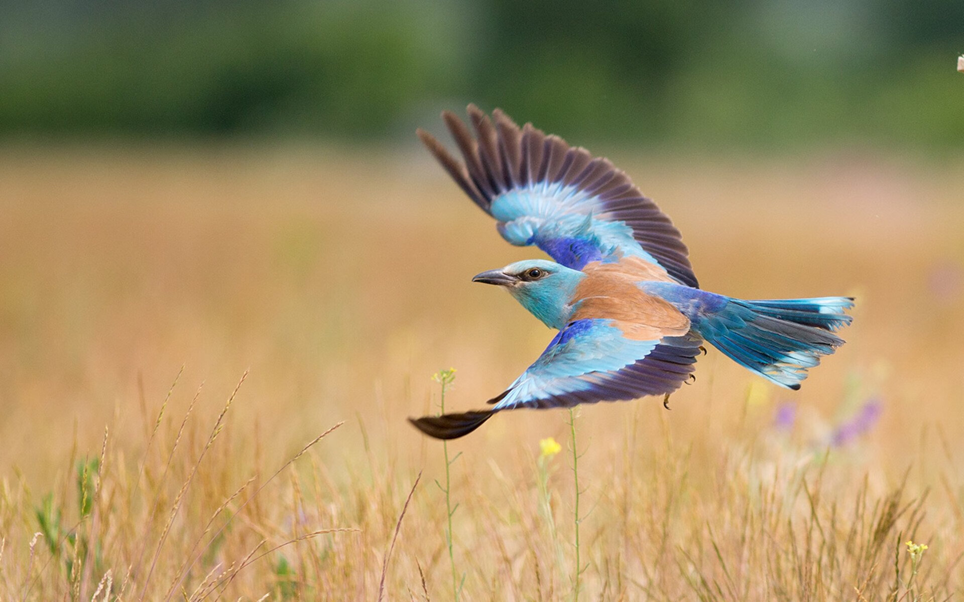 _冬季极地冰雪漂流：勇敢者的极限体验_，极地冰雪世界