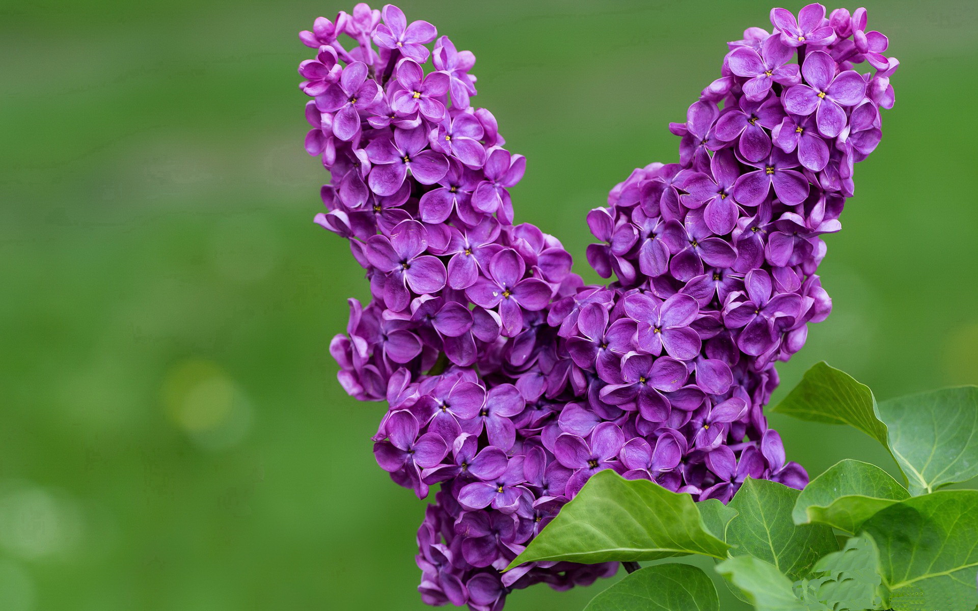 _快船先发制人，轻取魔术_，快船 首发