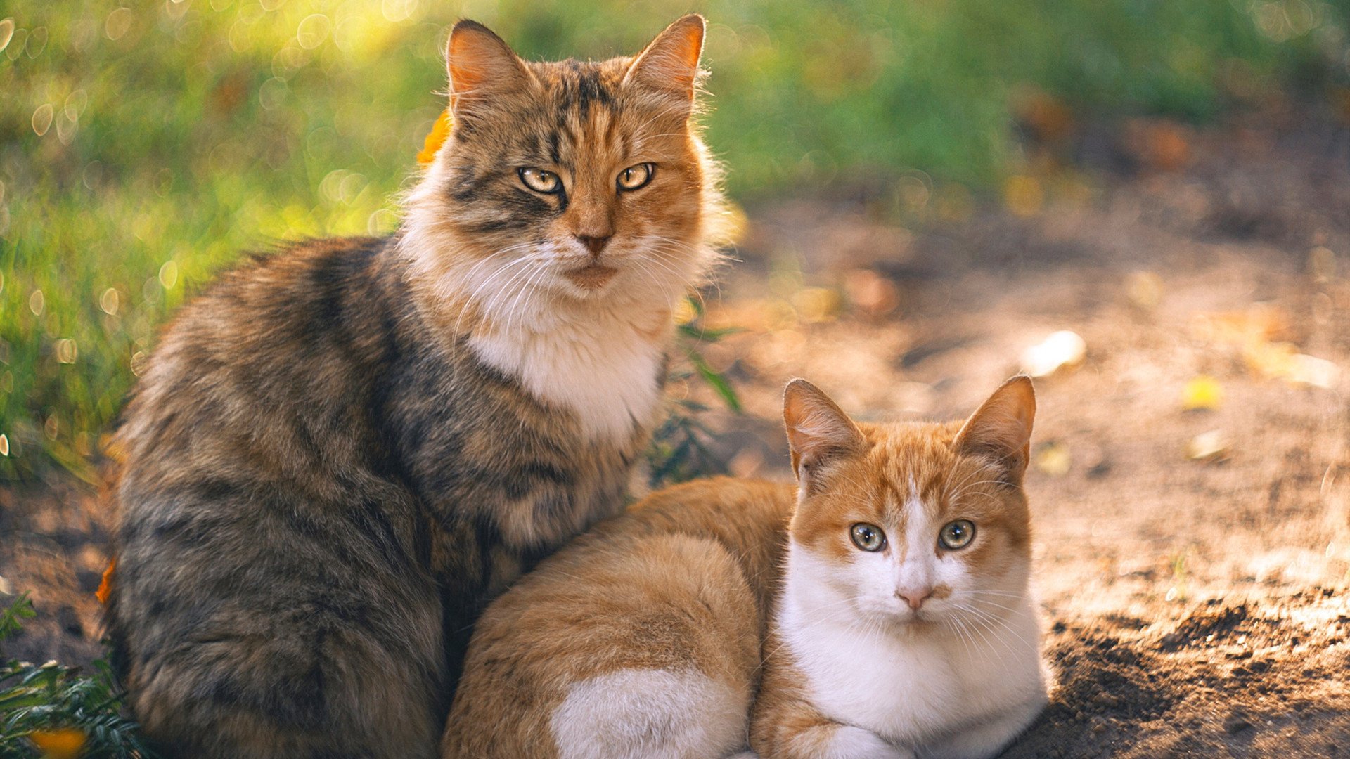 _马刺队坚持磨合，逐步迈向成功_，马刺经典配合视频