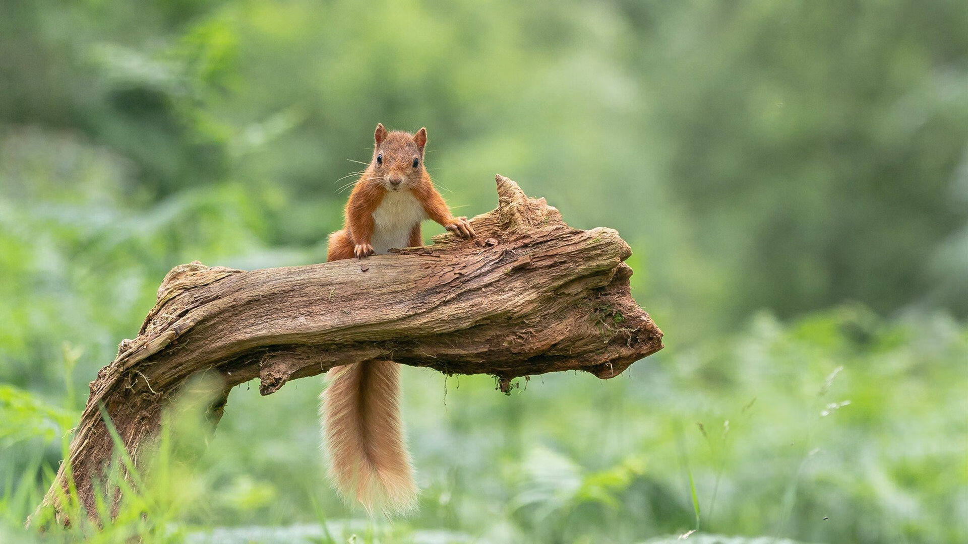 _马刺队坚持磨合，逐步迈向成功_，马刺经典配合视频