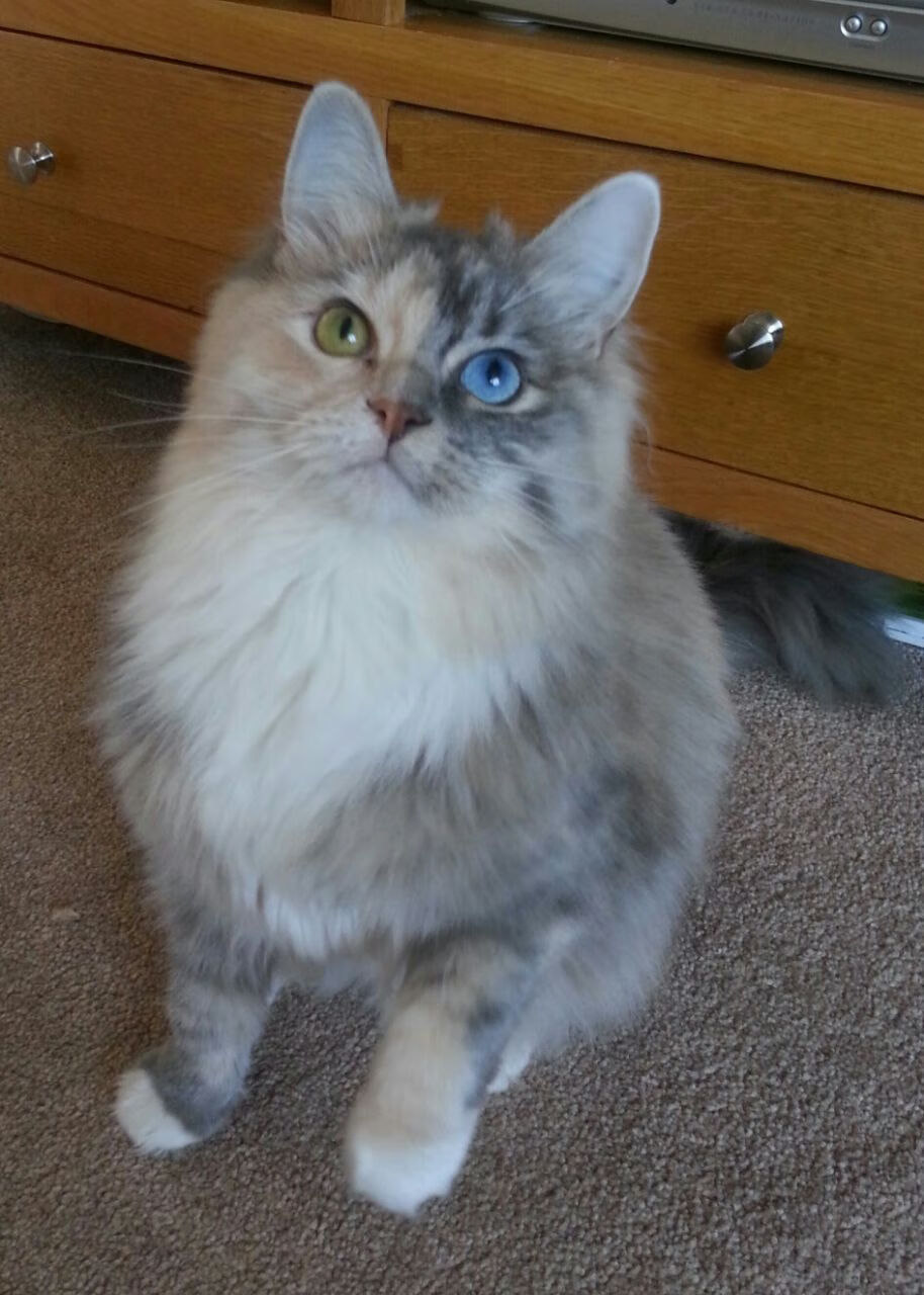 “校园足球特色课程丰富多样，激发青少年运动热情”，足球特色校园文化活动