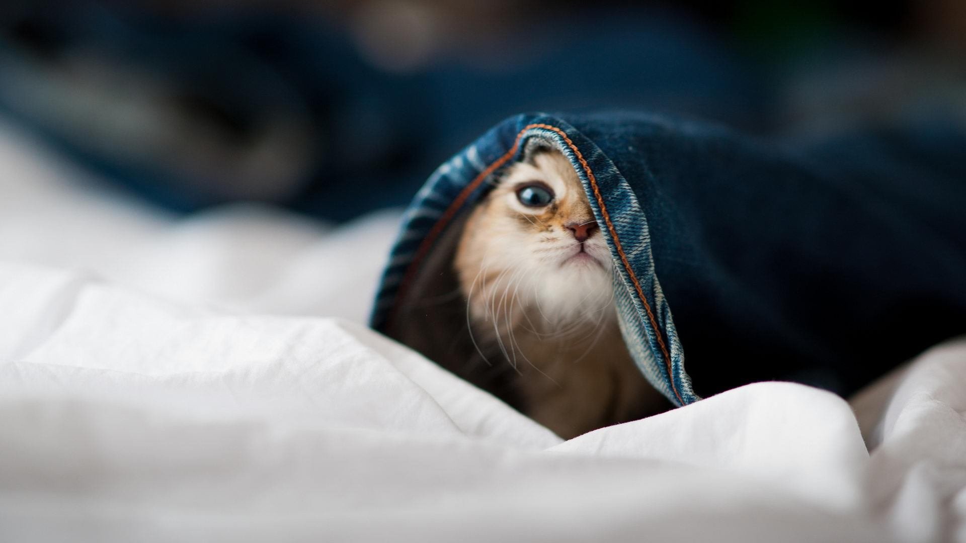 《战术大师:破解大型赛事中的高端配合》,战术大师中文版