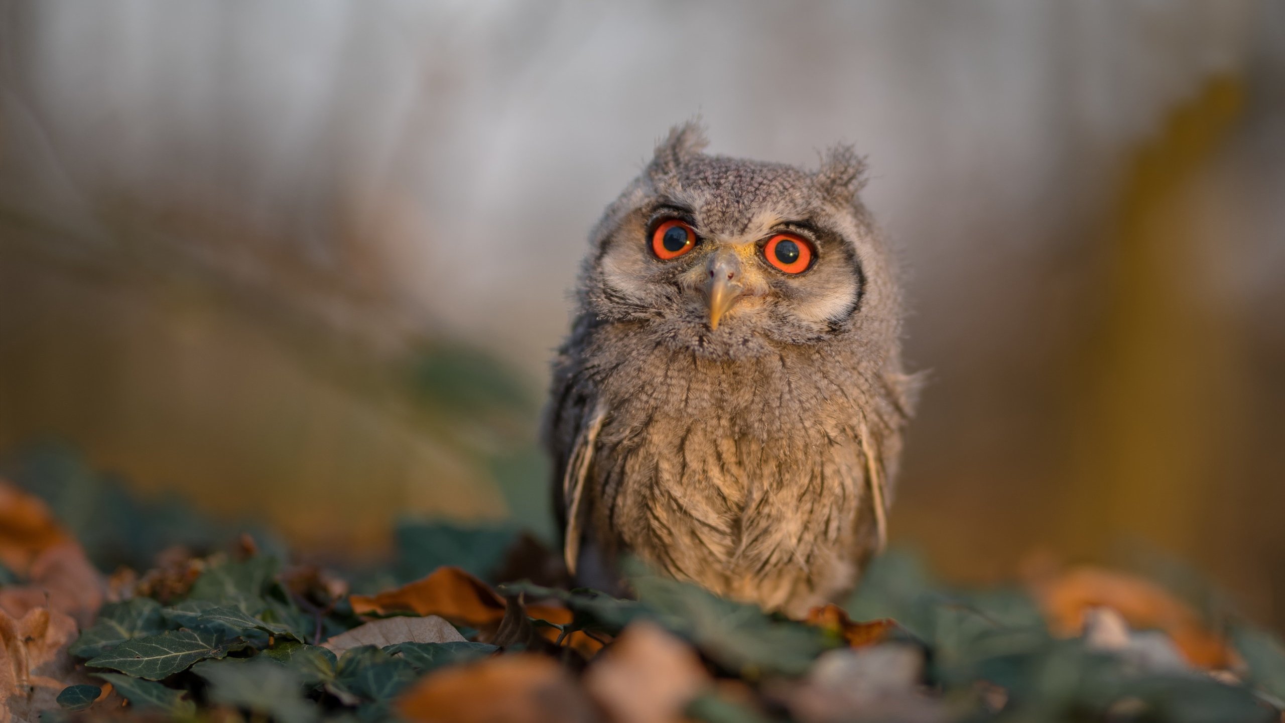 今年NBA转会市场最大签约是谁？，nba转会2020年汇总