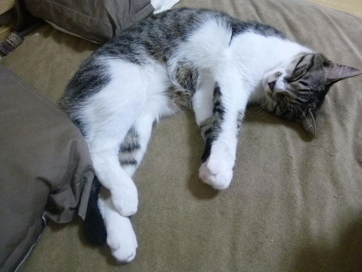 德甲俱乐部推出新合作活动促进青训发展，德甲青训最好俱乐部