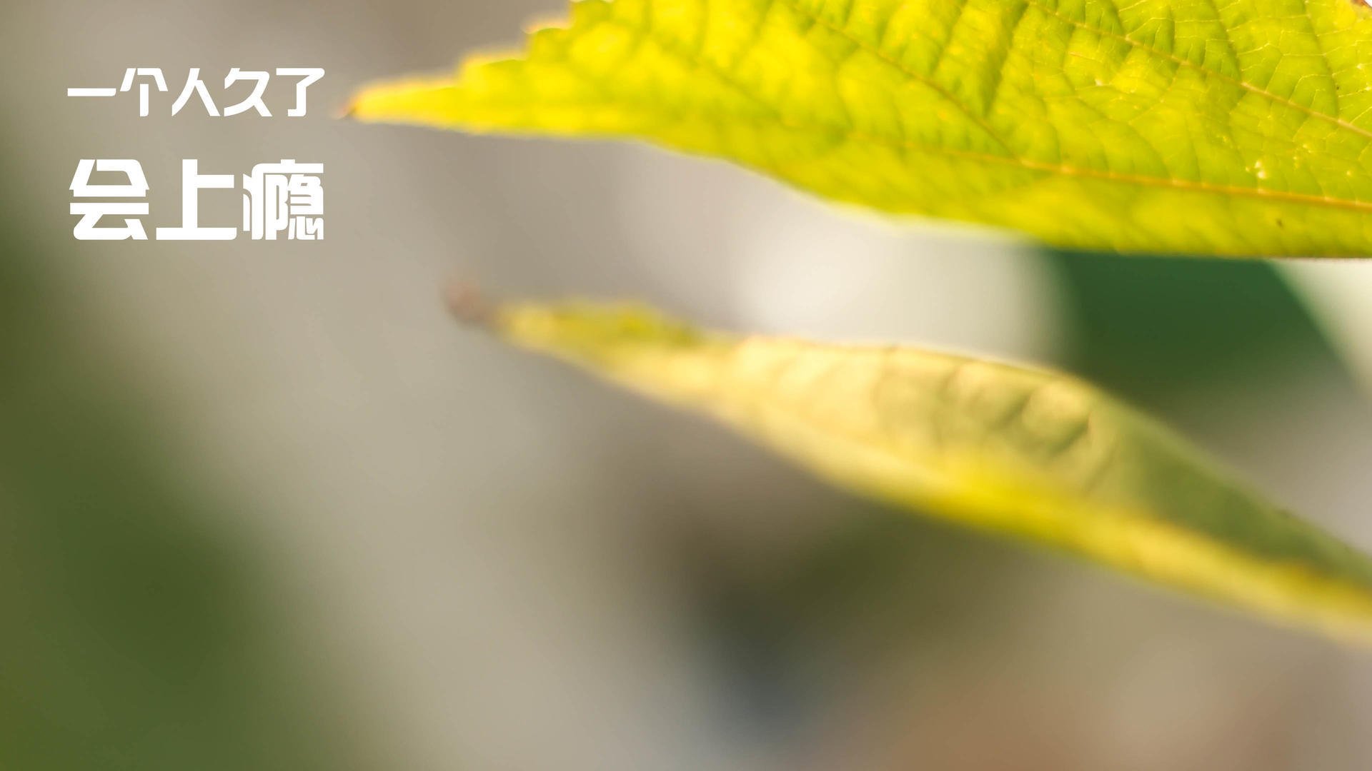 开云网页版登录入口-摩洛哥马术协会引入智能马鞍系统，实现实时数据监测与分析，提升骑乘体验。