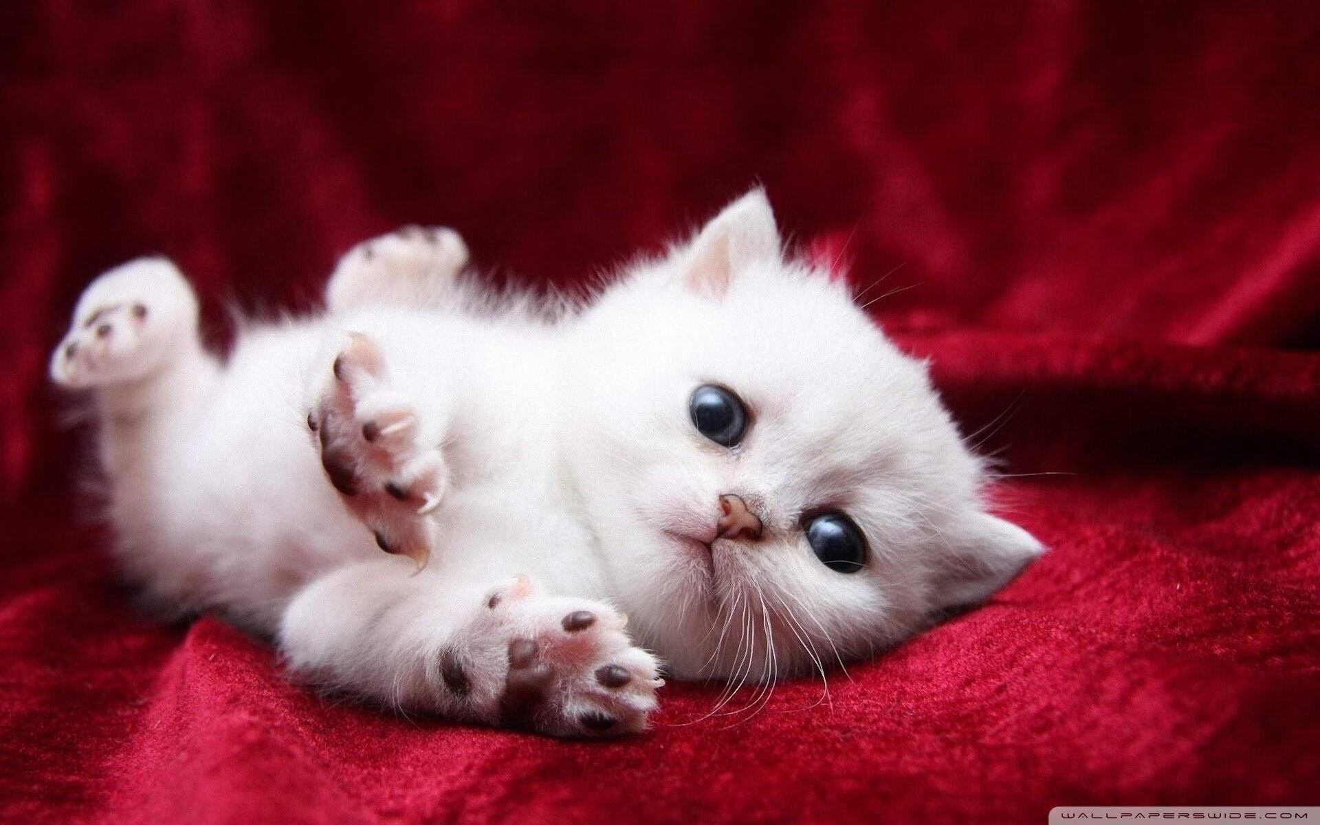 开云体育-足协推动足球纳入中小学体育考试，中国足球协会关于进一步推进足球改革发展的若干措施