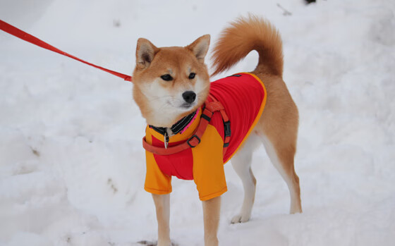 KAIYUN 中国大陆-利物浦队员两黄变一红影响球队战绩，利物浦队员两黄变一红影响球队战绩吗