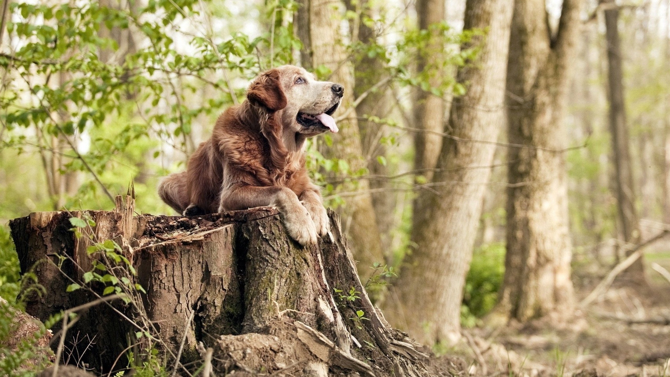 利物浦辛途厄境逞强，欧冠漫漫苦行通情达理，利物浦新
