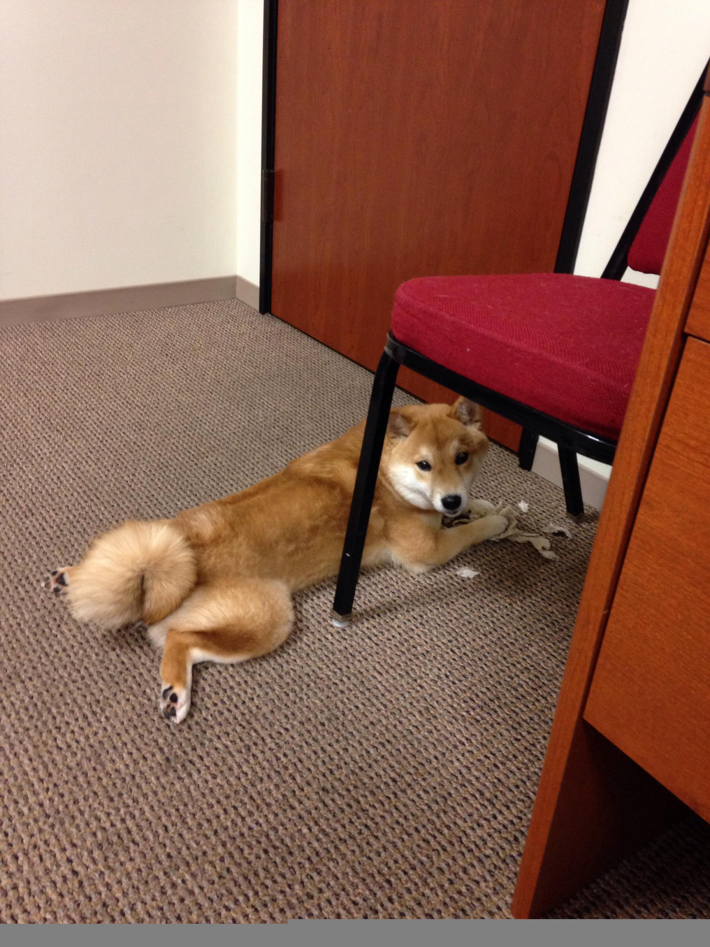 布莱克本高强度逼抢，蓝白军团冲击季后赛，布莱克本vs