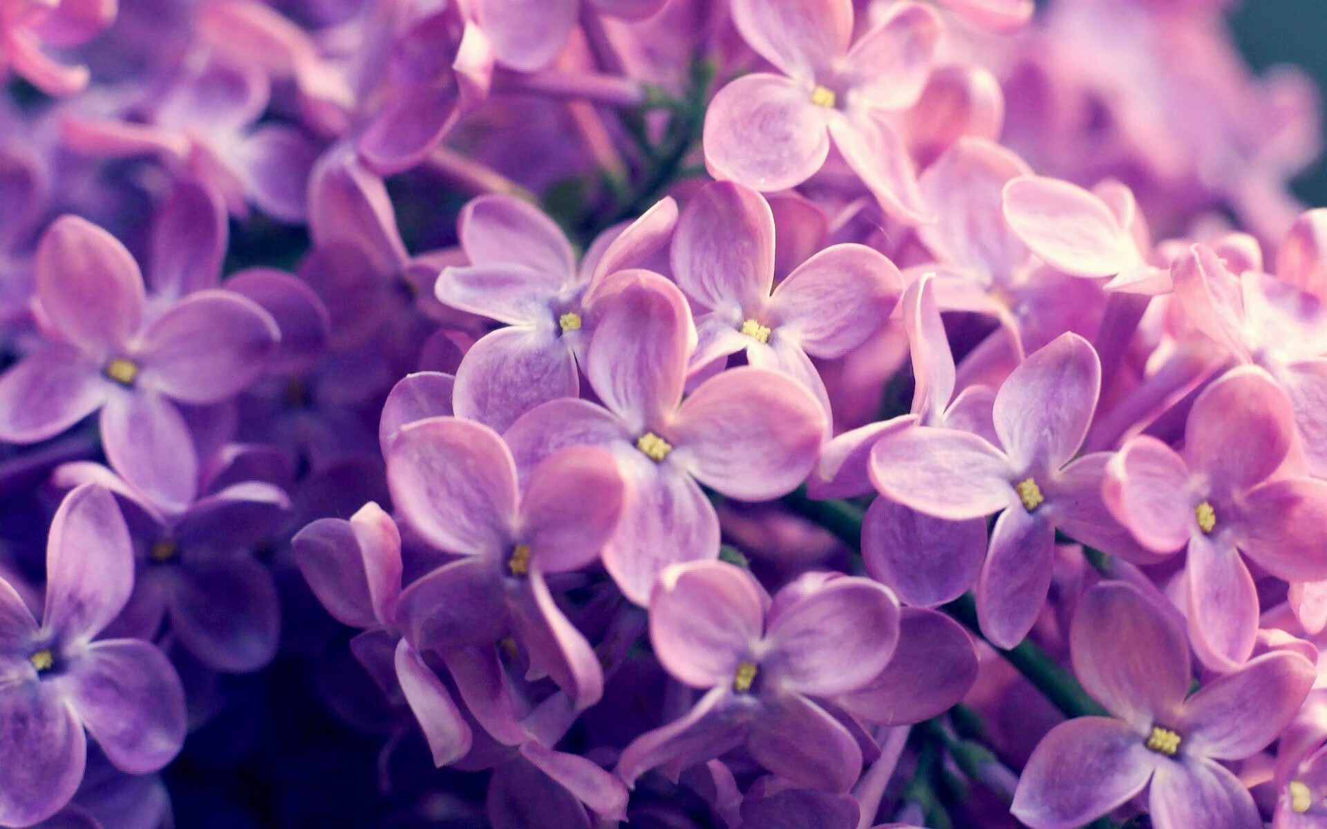 德国女足主场比赛门票售罄,德国女足世界杯