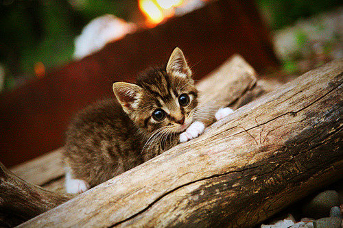 欧洲球队在足球赛中取得优异战绩,赢得全场喝彩,欧洲的足球赛事