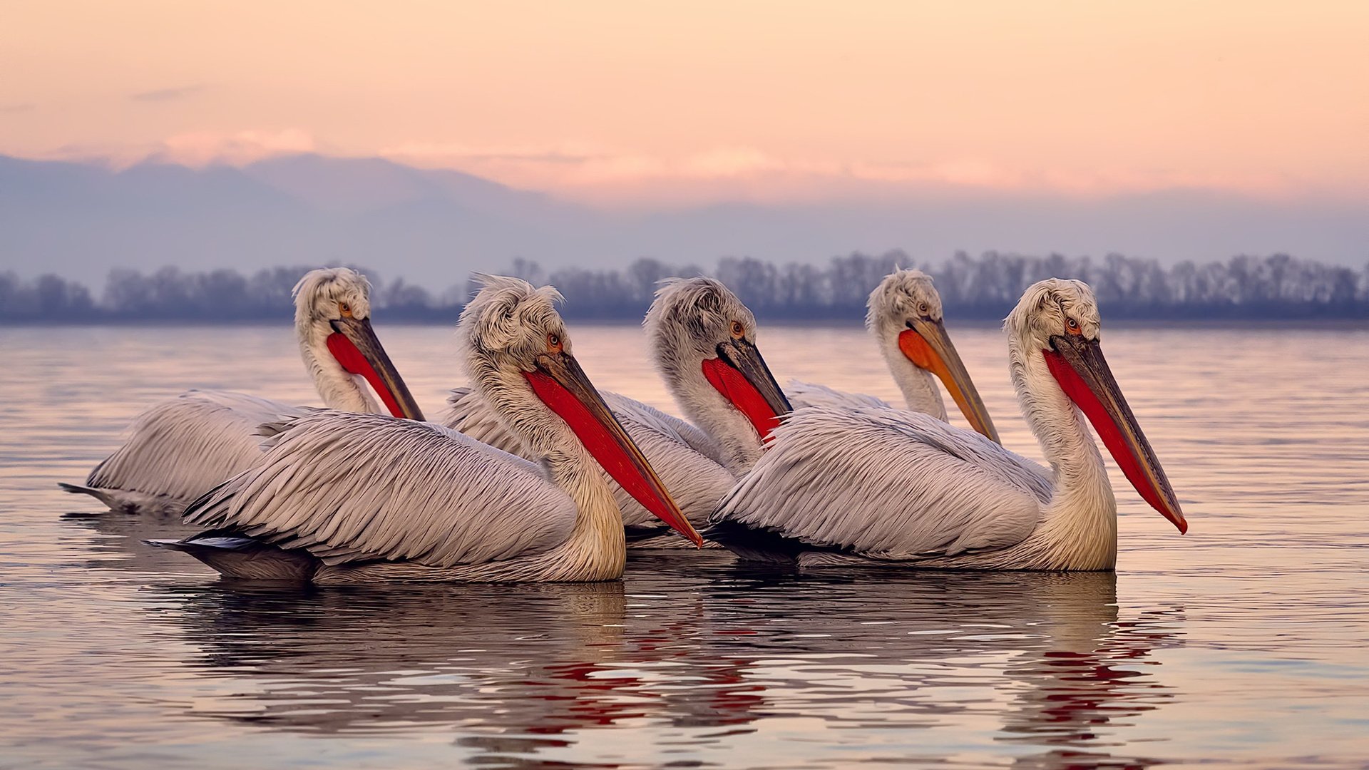 开云网页版登录入口-火箭击败奇才，新星阿门·汤普森送出生涯新高，汤普森去火箭
