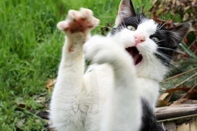 kaiyun.com-独步全欧_ 拜仁慕尼黑_力擒美因茨