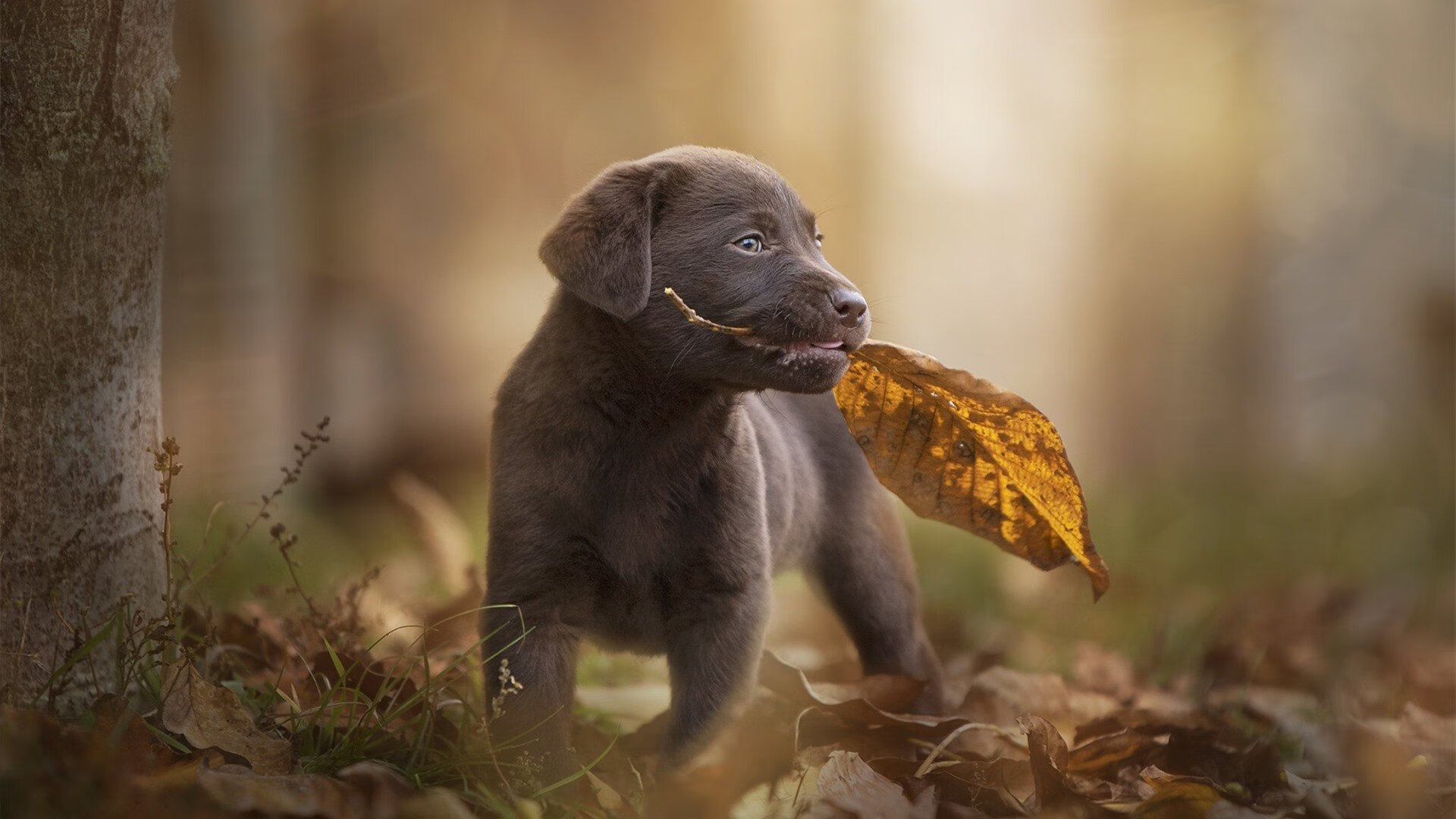 篮网防守立功击退森林狼，篮网森林狼比赛结果