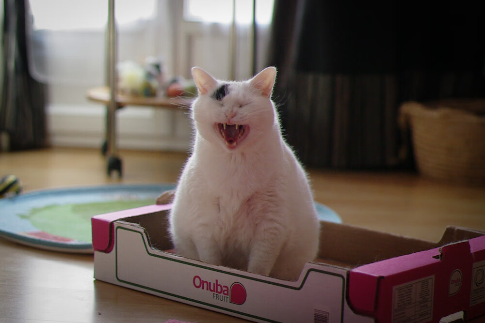 中国篮球青训教练员专业能力提升及教学方法创新研究，篮球教练员培训内容