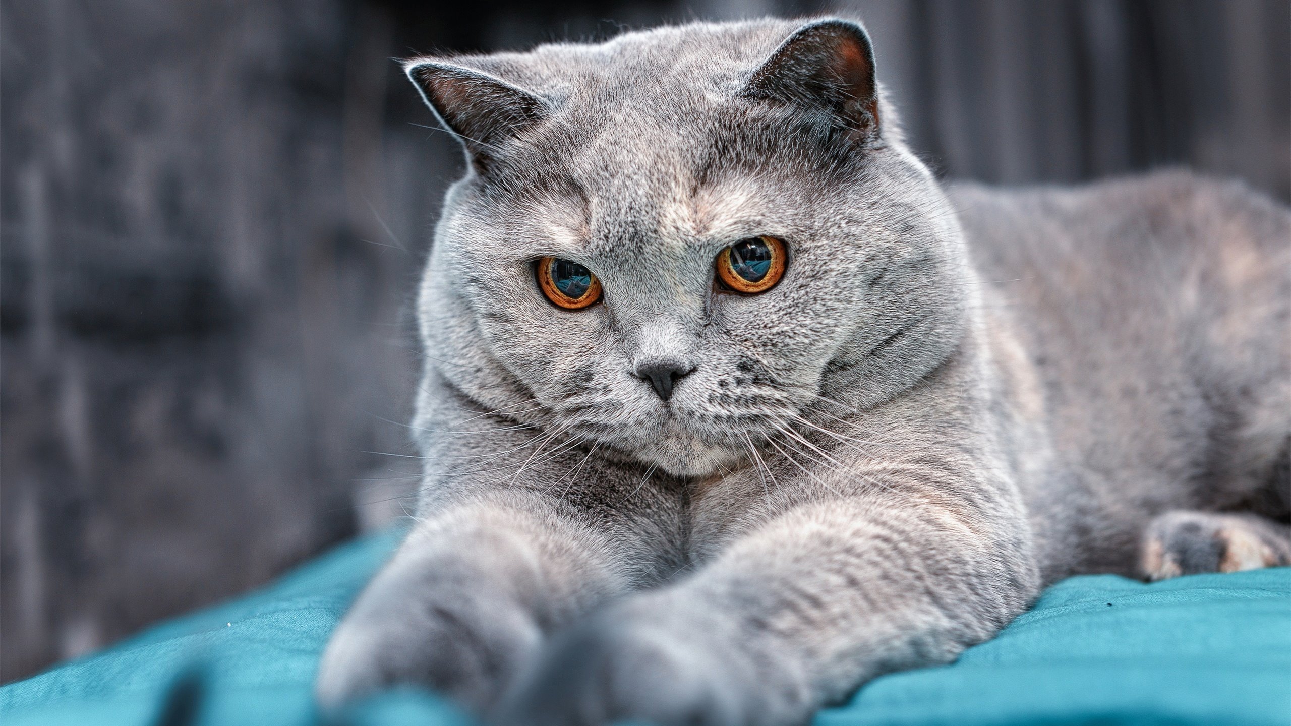 体育赛事多渠道传播策略，体育赛事营销传播