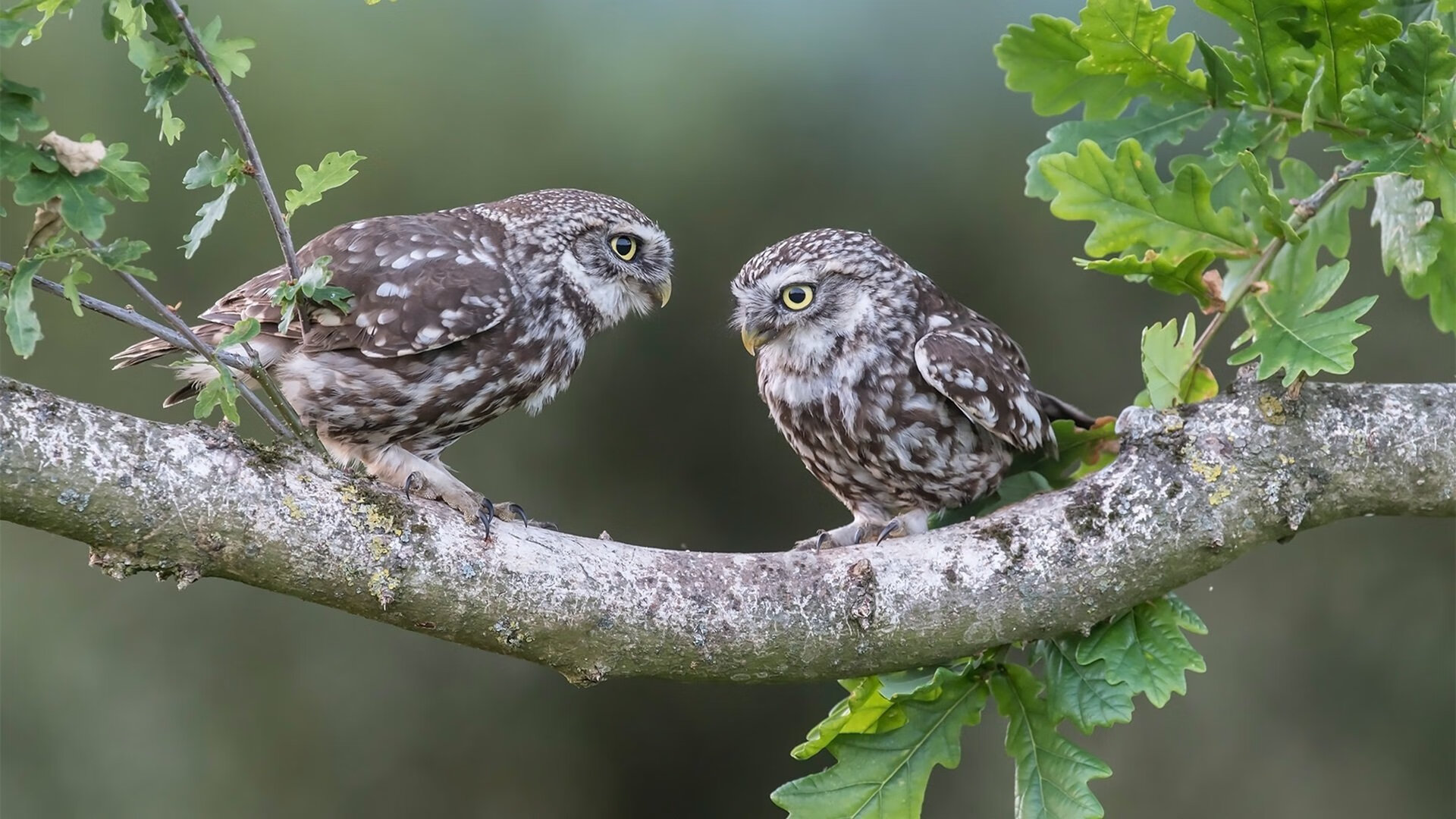 国足门前机会把握数据趋势评估，国足出现分析
