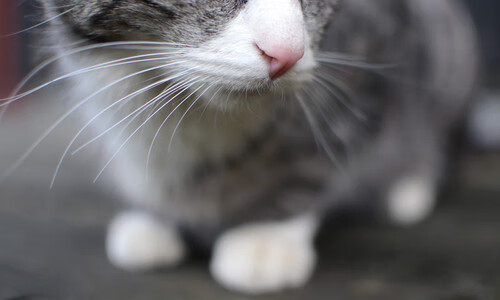 国际射箭大奖赛中国女队力挽狂澜，中国射箭女神冠军