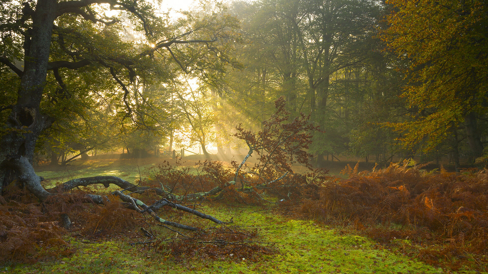 篮球专项技能动作标准化训练方法研究，篮球动作技能理论知识