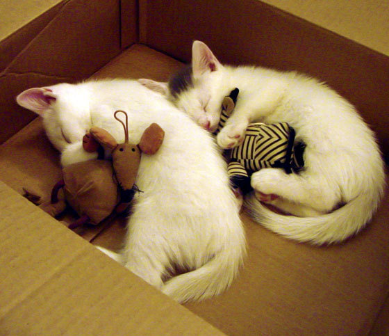 英超青训营引入虚拟现实技术强化战术理解，英超青训最好的球队