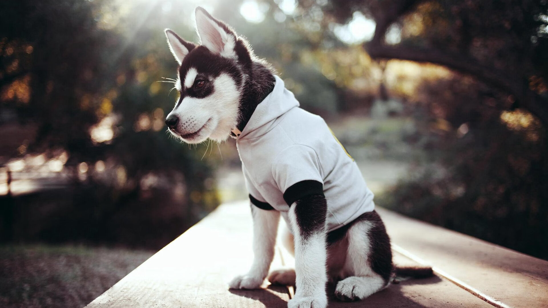 “垒球赛场火爆!新都兴城谁将成就冠军传奇?”