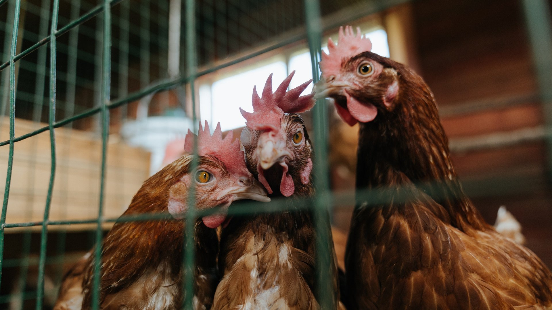 中国篮协召开高层会议部署下阶段发展方向，中国篮协理事名单