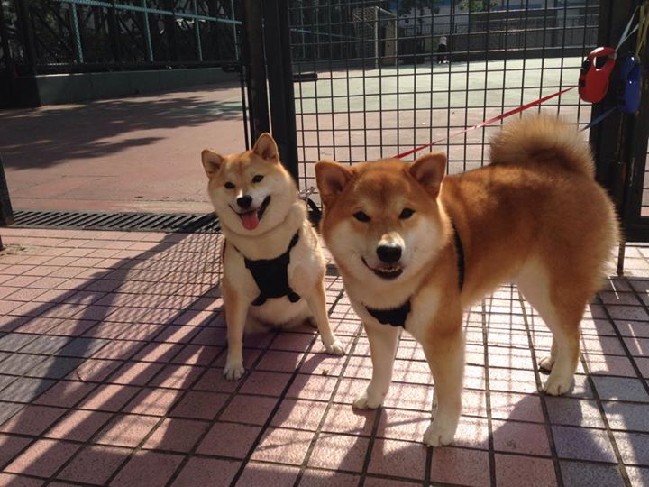 中国足球未来发展规划不明朗，中国足球发展方向