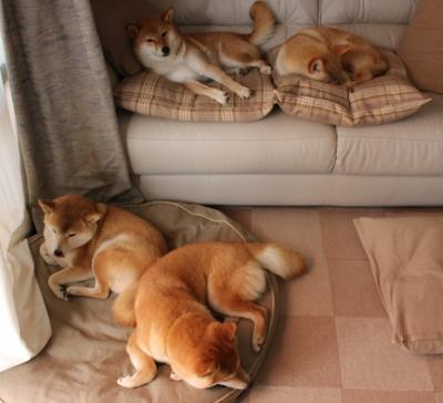 外教理念与本土执行力脱节是否常态化，外教管理问题