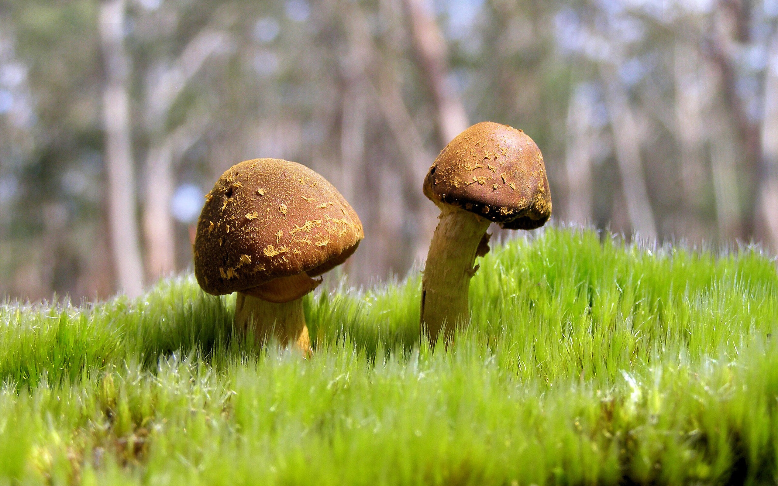 外教战术理念难与本土融合,我国外教战略