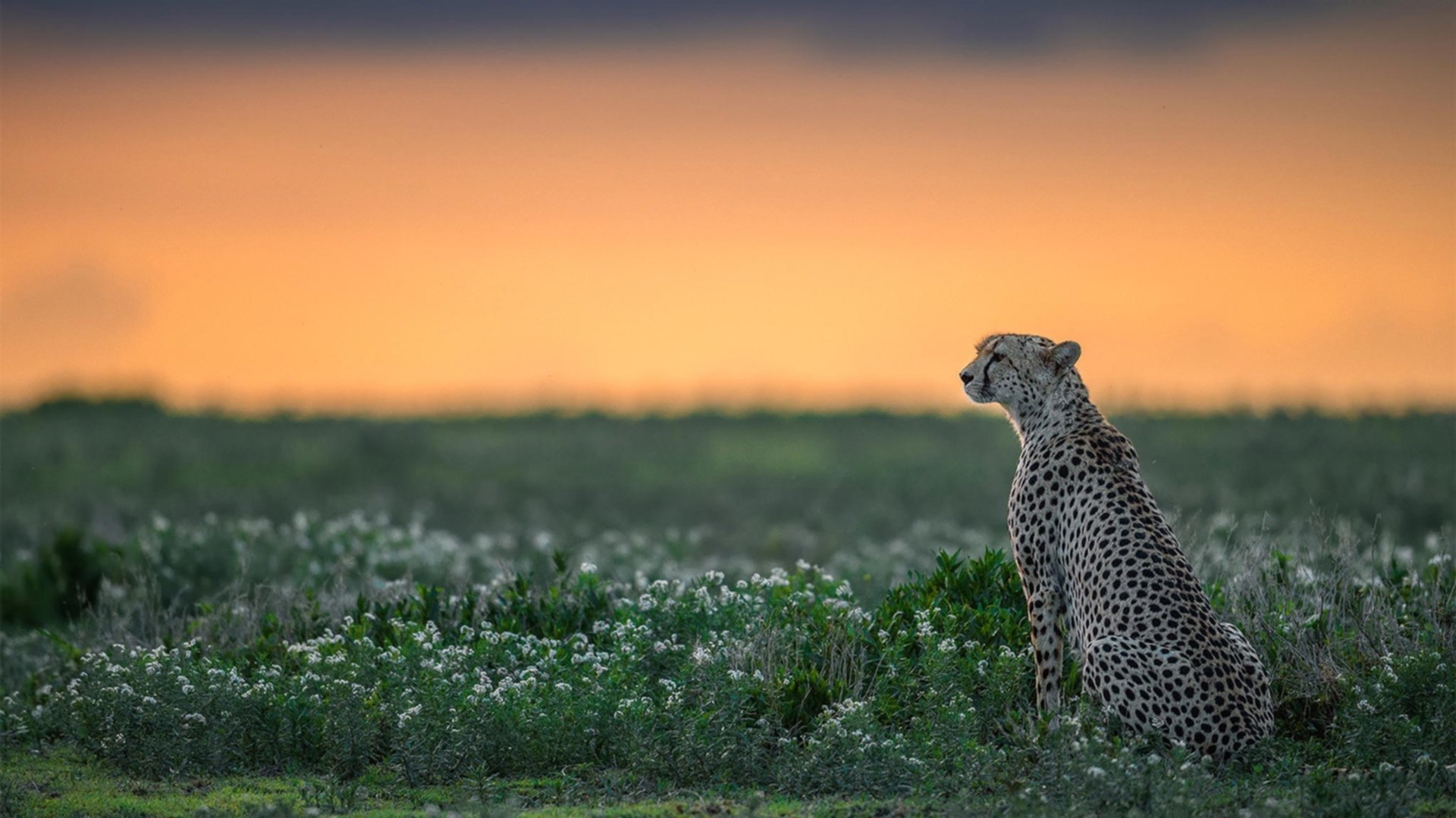 瑞典乒乓战术：如何通过全方位控制赢得比赛，曾经的瑞典乒乓球非常强大