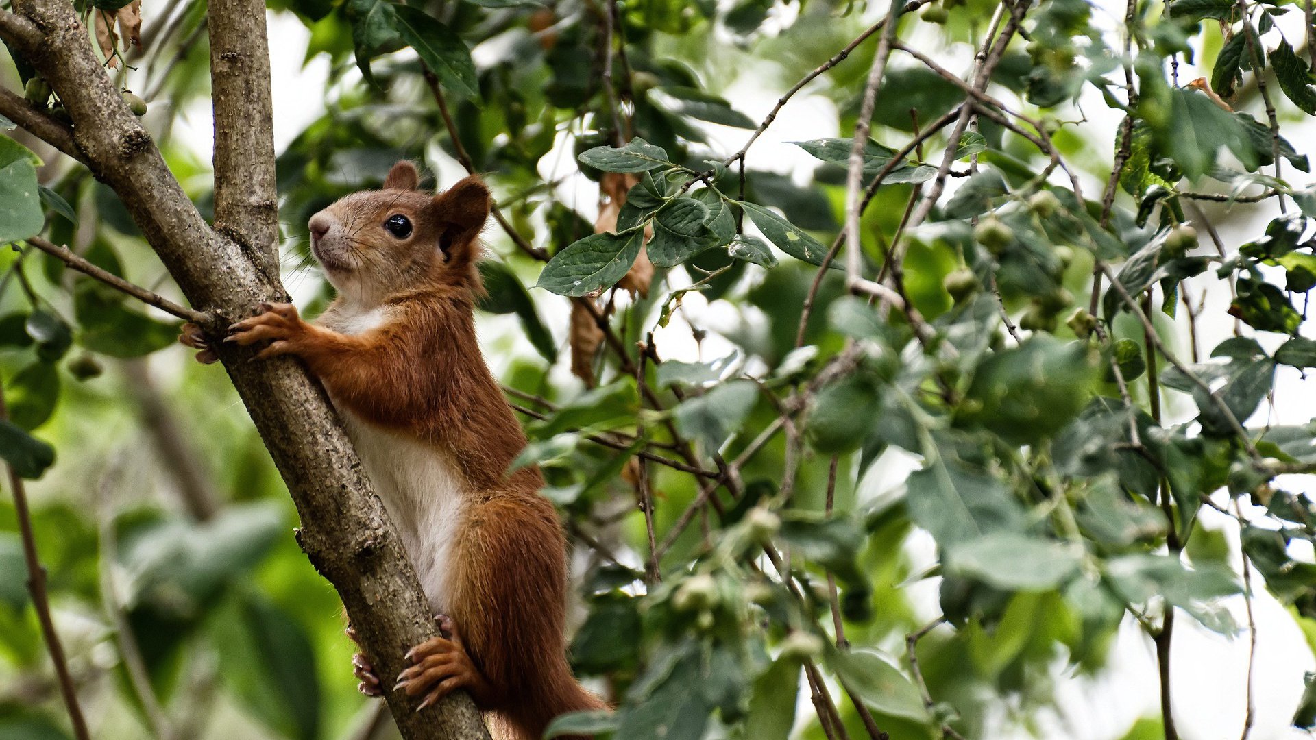 中国足球国家队开展跨项目交流提升训练理念,足球训练跨栏怎么用