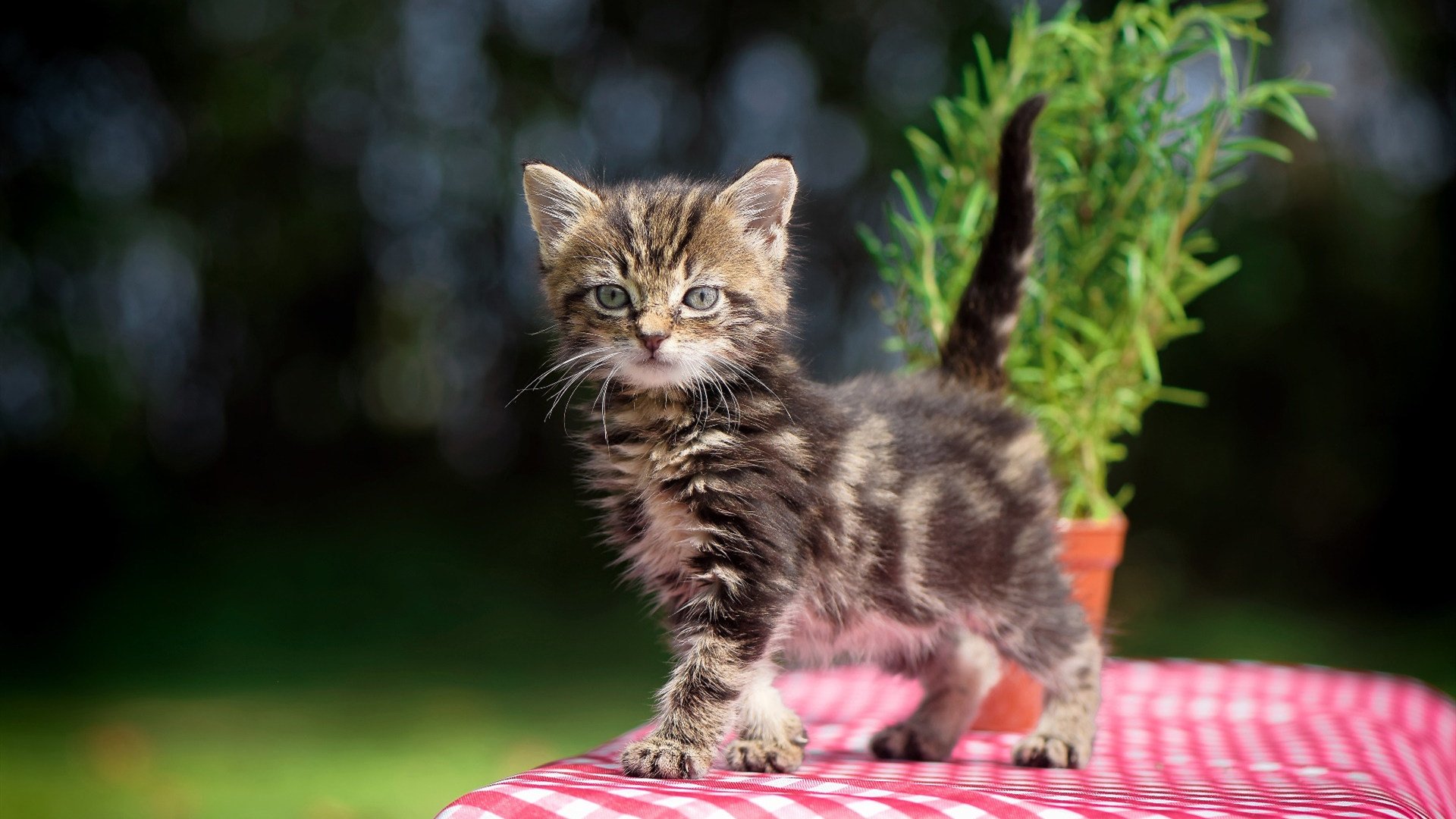 历史对决再度上演昔日恩怨能否在场上得以解决,历史对对碰