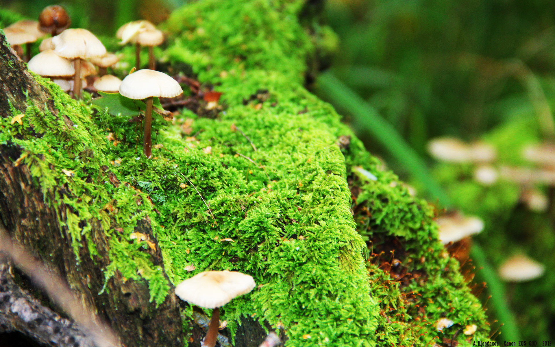 水球反击迅速波兰掌控比赛，水球回放