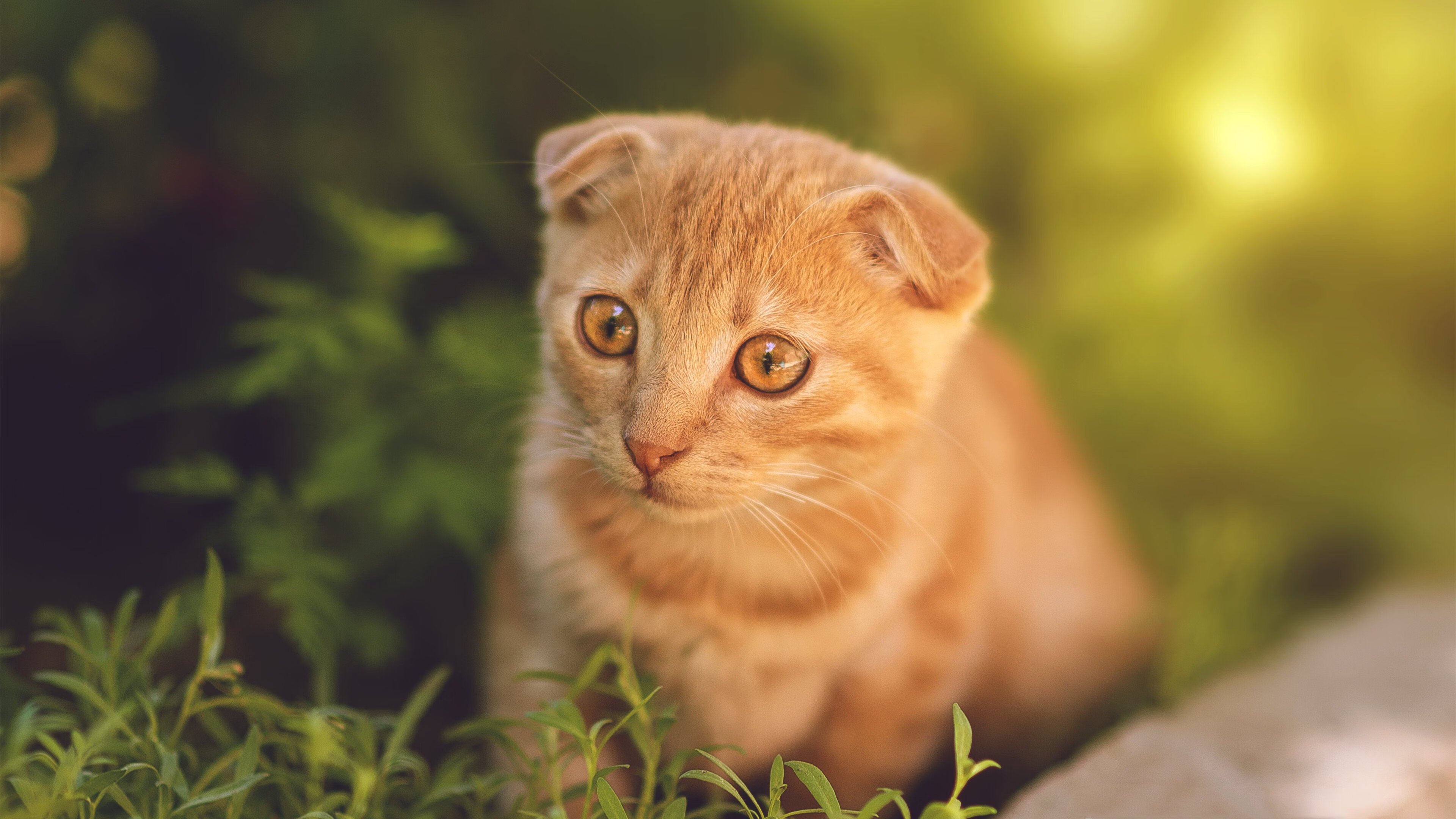 自由泳中距离中立代表队A节奏掌控好，自由泳比赛距离