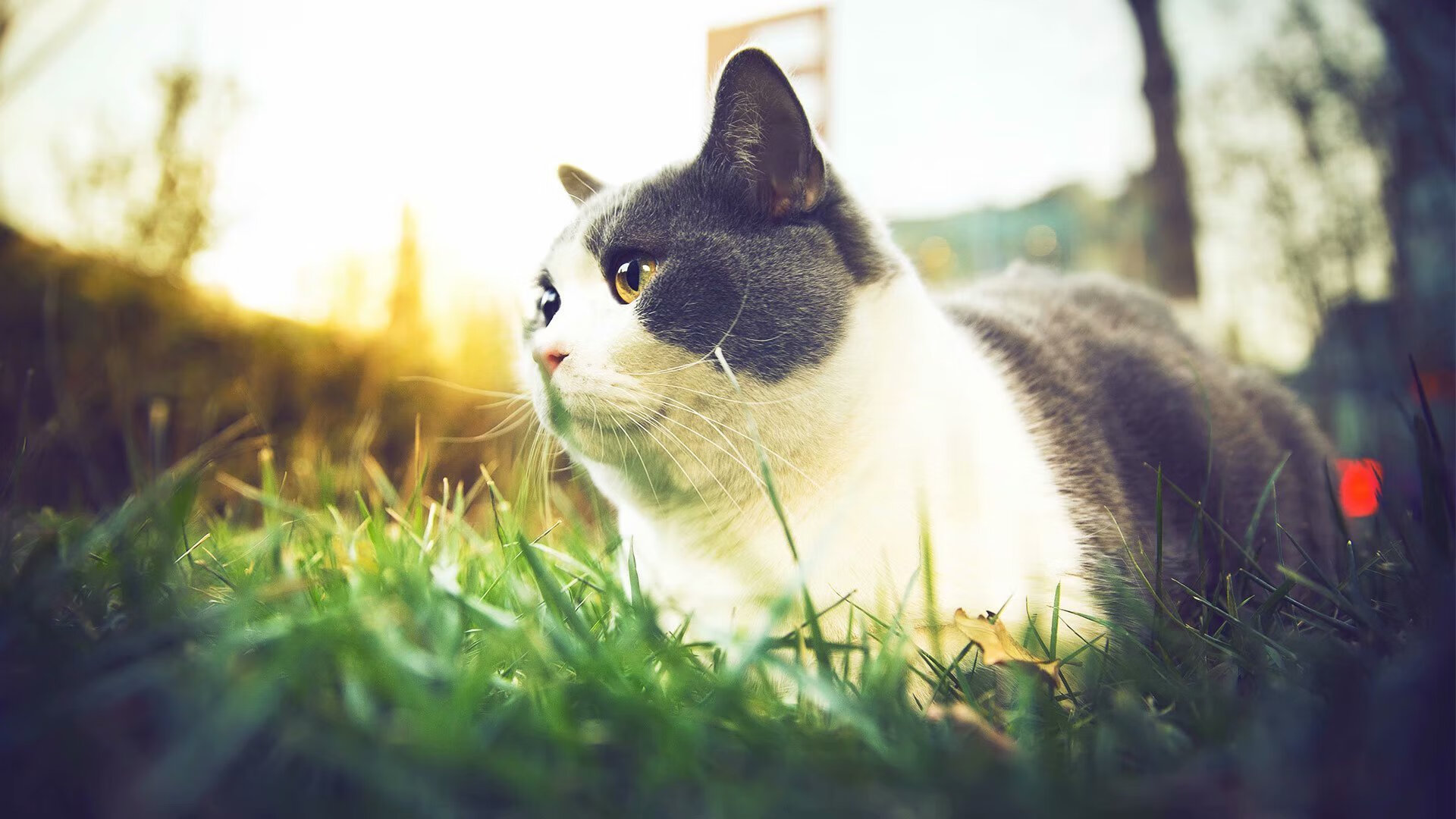 蝶泳转身效率助力选手快速加速，蝶泳转身规则