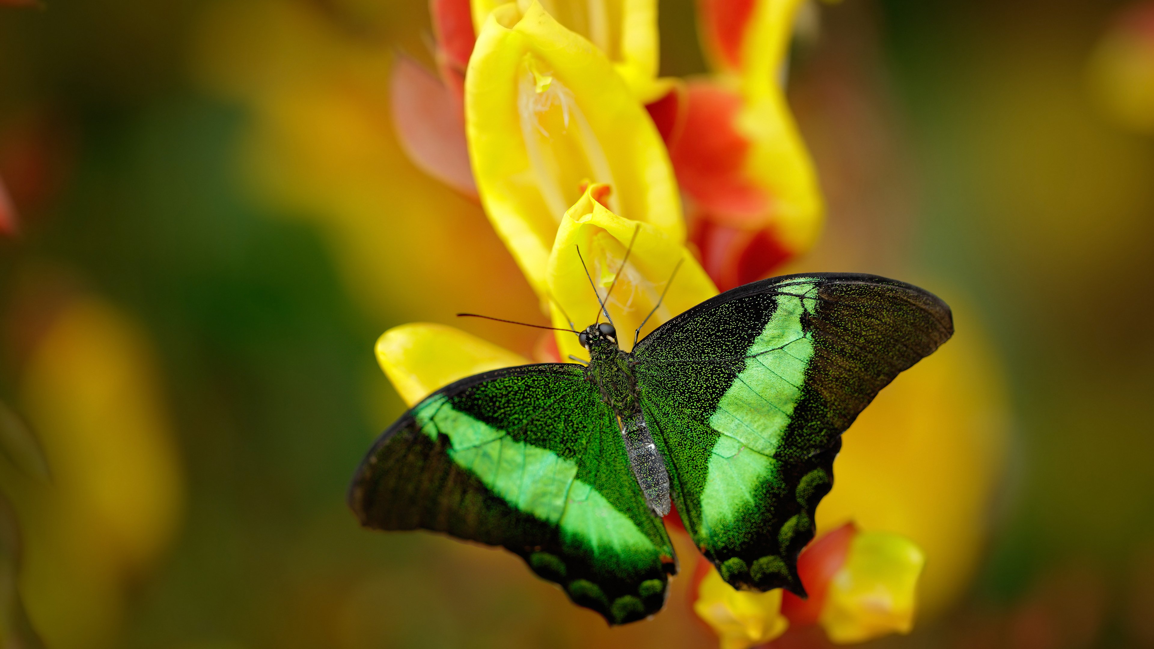 跨界合作推动足球运动普及，体育与娱乐联动，足球运动员跨界